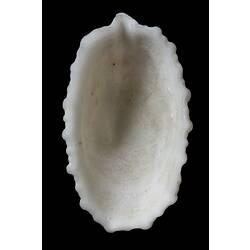 <em>Hemitoma (Montfortia) subemarginata</em>, Emarginata Slit-limpet, shell.  Registration no. F 179315.