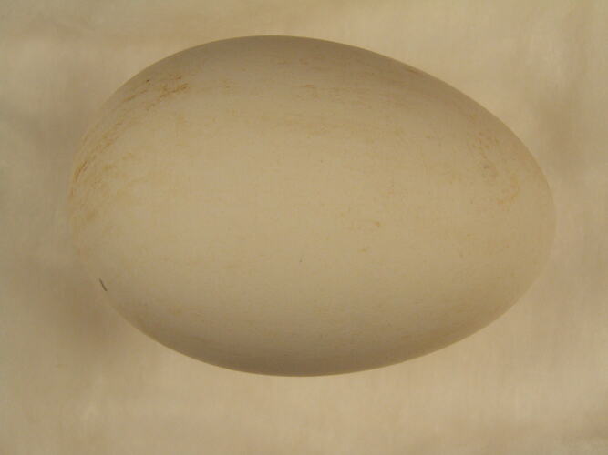 Bird egg.