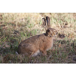 A Brown Hare sitting upright, eating