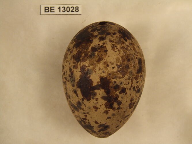 Bird egg with specimen label.
