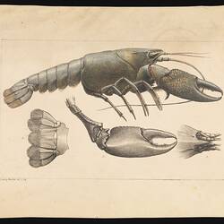 Lithographic proof - Yabby, Cherax destructor, Ludwig Becker