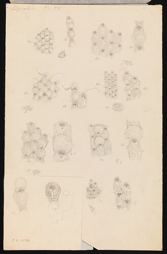 Phonicosia circinata