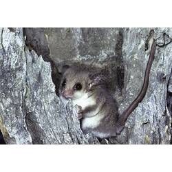 A Western Pygmy Possum in the fork of a tree trunk.