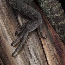 Hind foot of water dragon.
