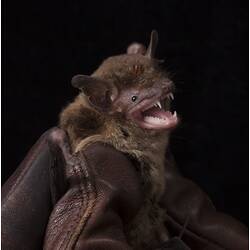 Small bat, mouth open, held in gloved hands.