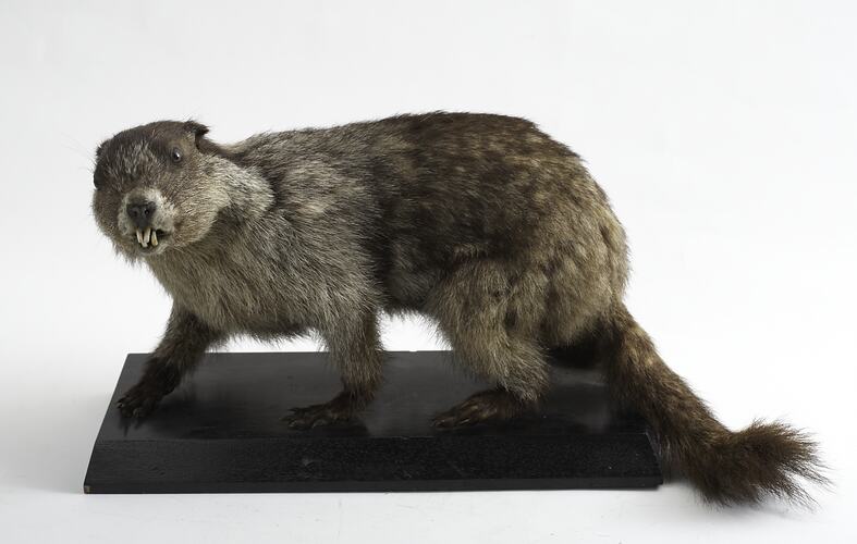 Taxidermied rodent specimen mounted to a black base.
