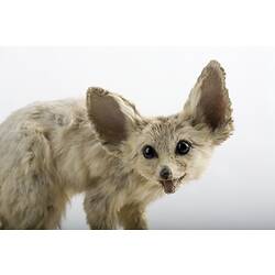 Taxidermied fox specimen with very large ears.