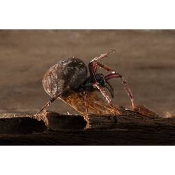 <em>Eriophora</em> sp., orb-weaving spider. Budj Bim Cultural Heritage Landscape