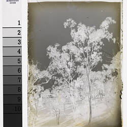 Trees, circa 1910 - 1930