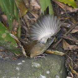 Small brown bird on the ground, fanning wings open about to take off.