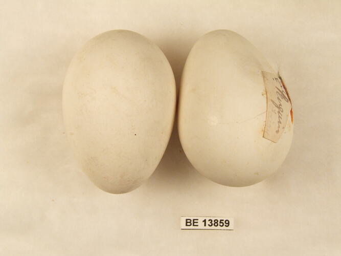 Two bird eggs with specimen label.