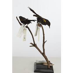 Two bird specimens mounted on a forked branch