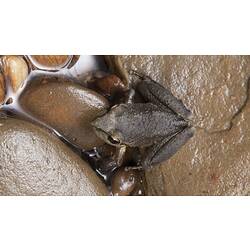 Brown frog on damp rocks, dorsal view.