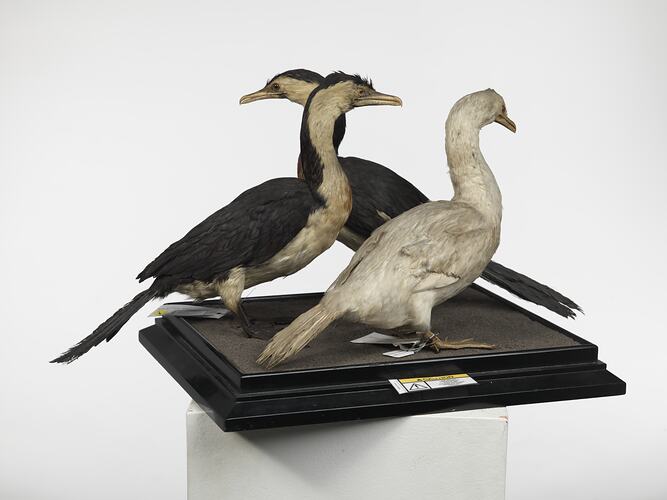 Three Little Pied Cormorant specimens mounted on a board.