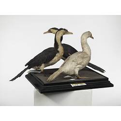 Three Little Pied Cormorant specimens mounted on a board.