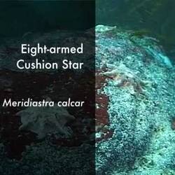 Silent footage of Eight armed Cushion Star, <em>Meridiastra calcar</em>.