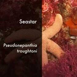 Silent footage of the Seastar, <em>Pseudonepanthia troughtoni</em>.