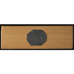Underside of wooden microslide containing bryozoan specimen,