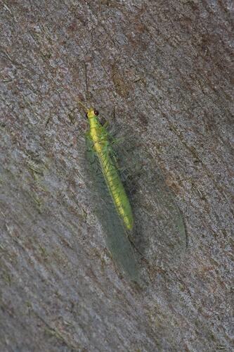 Green insect with almost transparent green wings on bark.