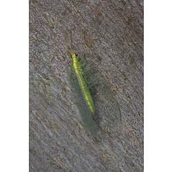 Green insect with almost transparent green wings on bark.