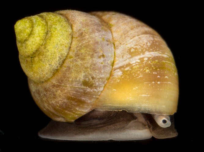 Side view of marine snail, foot and head visible under shell.