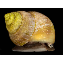 Side view of marine snail, foot and head visible under shell.