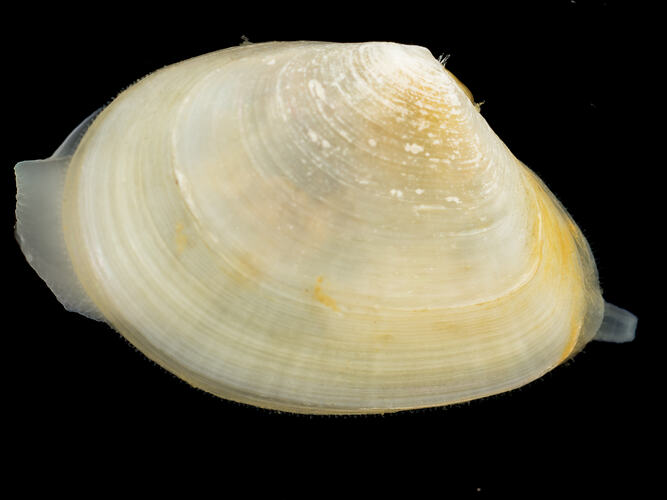 Side view of white bivalve, siphon protruding.