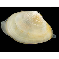 Side view of white bivalve, siphon protruding.