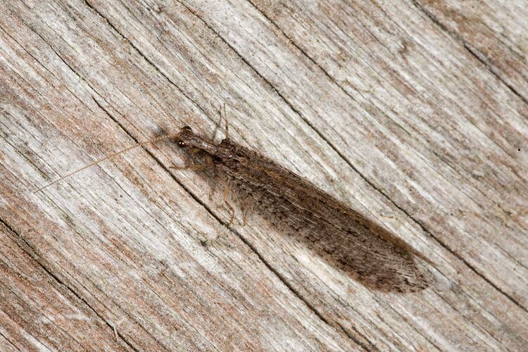 Narrow brown insect on bark.