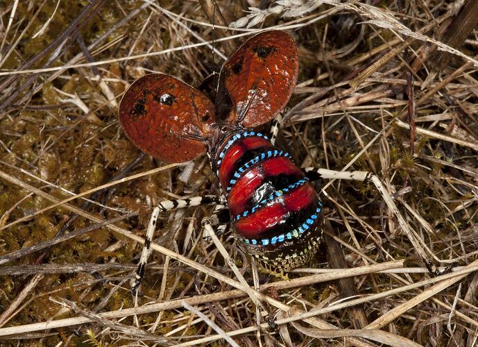 Katydid with wings held up exposing red, blue and black abdomen.