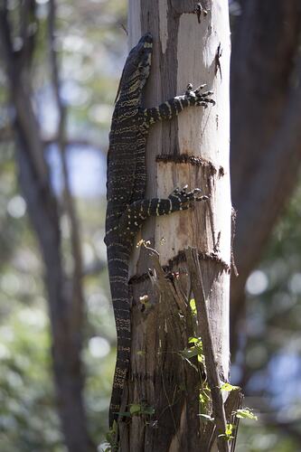 Lace monitor on a tree trunk.