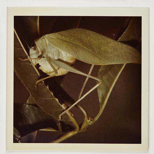 Grasshopper on leaf.