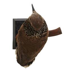 Top down view of mounted dove specimen.