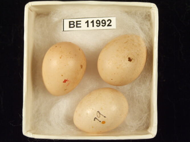 Three bird eggs with specimen label in box.