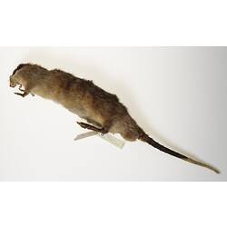 <em>Hydromys chrysogaster</em> É. Geoffroy, 1804