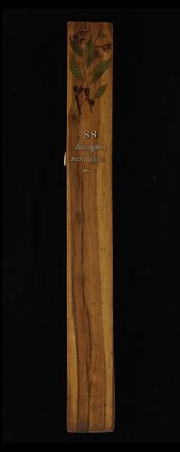 Timber Sample - Yellow Malle, Eucalyptus incrassata, Victoria, 1885