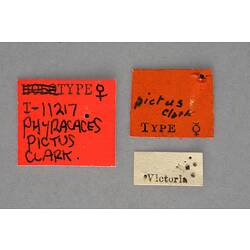 Entomology type specimen labels.