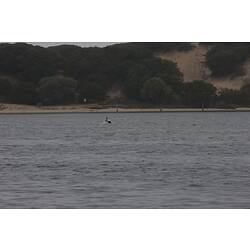 <em>Cygnus atratus</em>, Black Swan. Gippsland Lakes, Victoria.