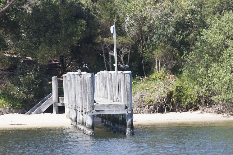 <em>Phalacrocorax sulcirostris</em>, Little Black Cormorant. Gippsland Lakes, Victoria.