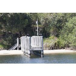 <em>Phalacrocorax sulcirostris</em>