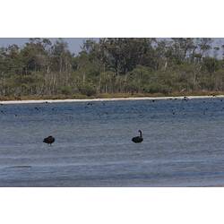 <em>Cygnus atratus</em>, Black Swan. Gippsland Lakes, Victoria.