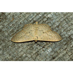 <em>Scopula optivata</em>, moth. Murray Explored Bioscan.