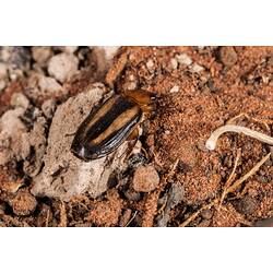 <em>Demetrida</em> sp., beetle. Neds Corner, Victoria.