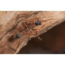 Large-jawed ant on bark.