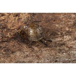 <em>Succinea australis</em>, Amber Snail. Murray Explored Bioscan. [F 234886]