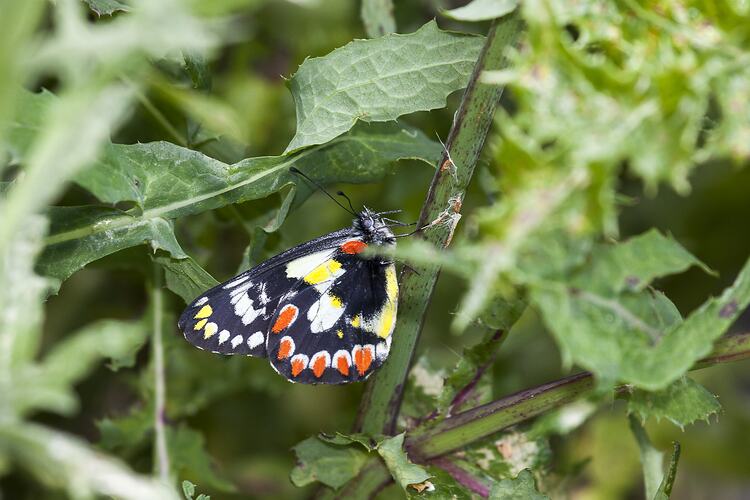 <em>Rhopalocerus</em> sp., moth. Murray Explored Bioscan.