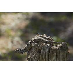 Bearded dragon on top of a wooden pole.