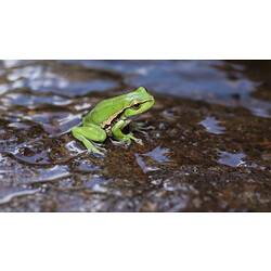 Leaf Green River Tree Frog.