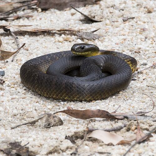 Dark snake with yellow belly on sandy ground.