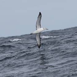 White seabird in flight, belly towards viewer.